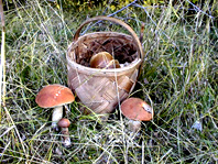 Жанровая быт